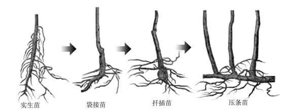 图5-50 实生苗、袋接苗、杂交桑苗和压条苗