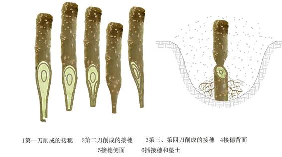 图5-51 桑树嫁接 袋接法