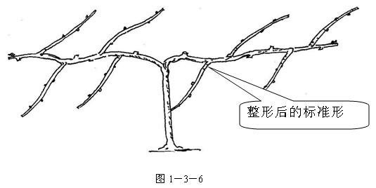 图7 整形后的树形